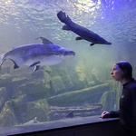 Uczennica Basia podziwiająca świat zwierząt w Oceanarium w Międzyzdrojach.jpg
