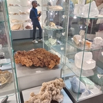 Ekspozycje w Uniwersyteckim Muzeum Przyrodniczym.jpg
